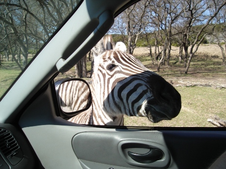 A friendly zebra