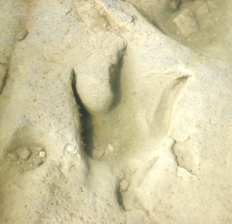 Clear dino track in the river