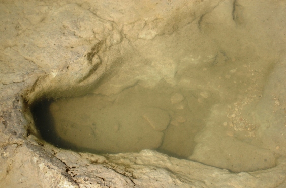 Three-toed dino track