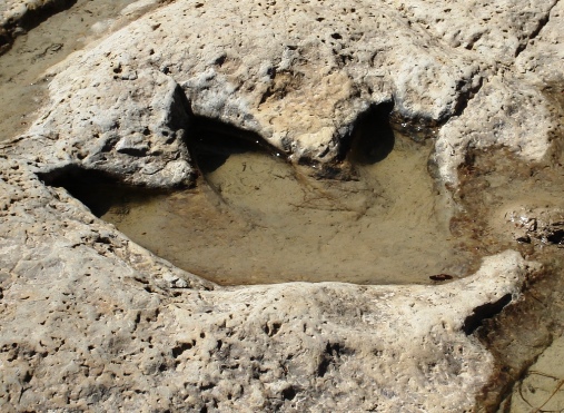 Dino track on river bank