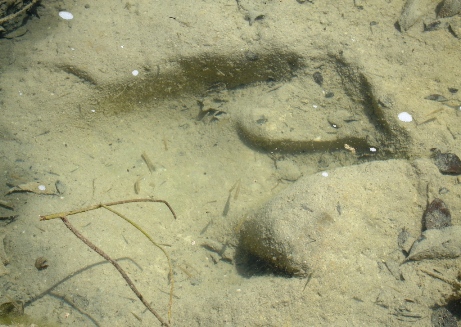 Dino track under water