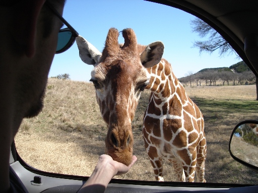 Feeding a giraffe