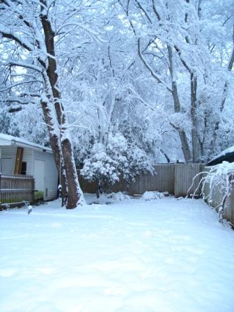 The backyard- winter wonderland.