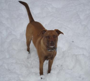 Darla enjoyed her first snow.