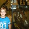 A T-Rex skull
