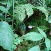 Beautiful forest flora