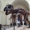 Awesome T-Rex at the Field Museum- virtually complete and REAL fossils as opposed to casts!